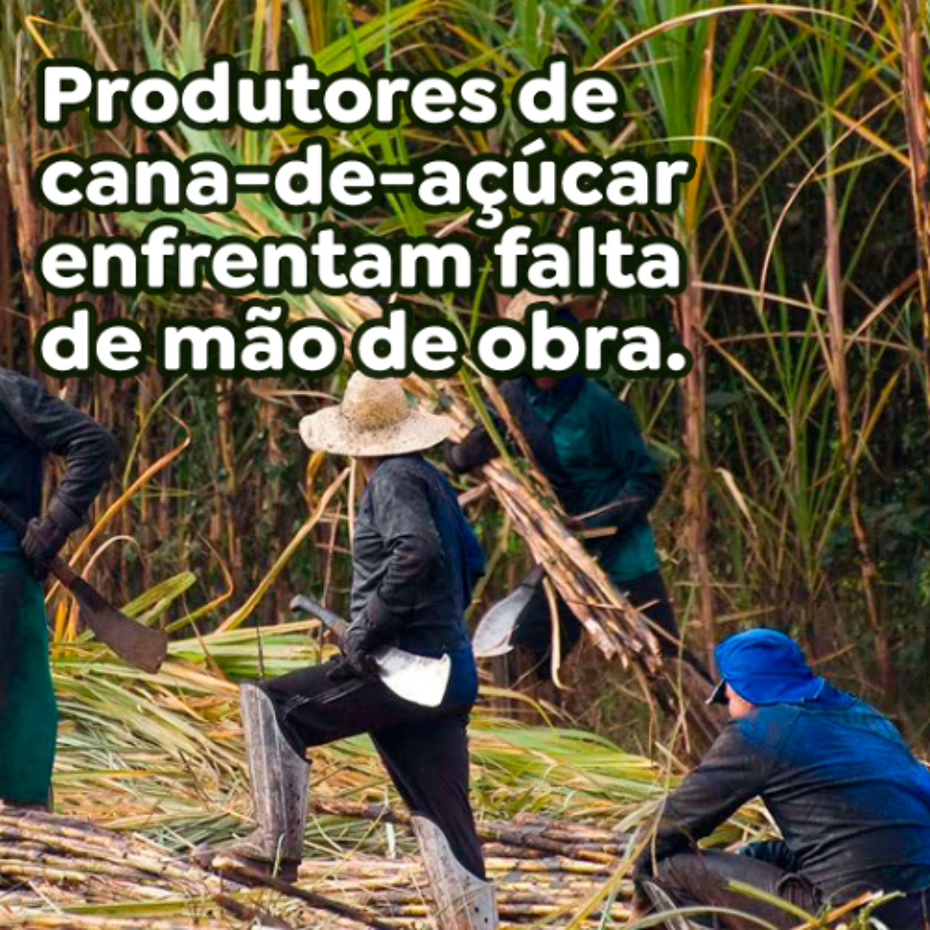 Produtores de cana-de-açúcar enfrentam falta de mão de obra