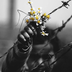 Guns fall asleep/Tofanga Khab Mimoonan