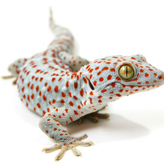 Gecko - LAFFO