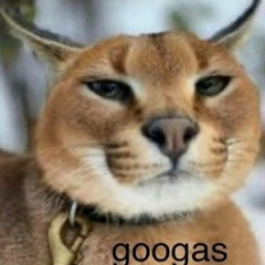 da genok wit da toge