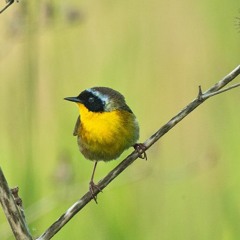 Mothering Strategies & Best Parks for Birding