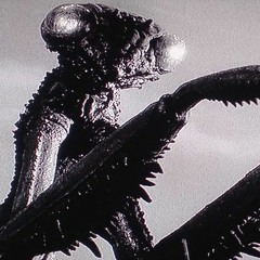 insectrum   terror within