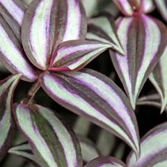 Tradescantia