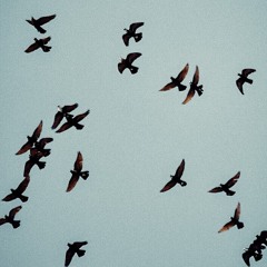 Evlly1 - birds (Jcz + Evlly1)