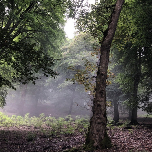 Animals x starboy TommyMuzzic & ZeddMusique