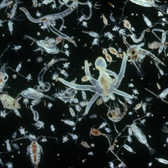 MonoChrome - Plankton