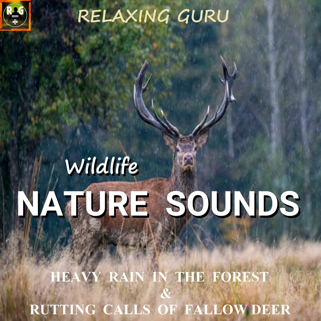 Stream Wildlife Nature Sounds: Heavy Rain In The Forest & Rutting Calls ...