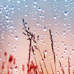 Wild Flower 2025