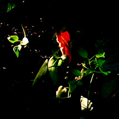 The Fragrance of Freedom, So Sweet. The Taste of Rigidity, So Sour