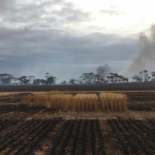 Stream episode Ep3 Harvest Fire Safety by Trialsafe podcast Listen