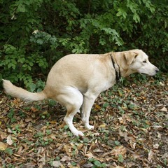 lil poop p. mathiastyner