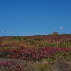 Halde