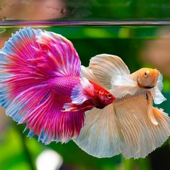 Amiga, necesitamos un guión / Agárrate, que viene Acuario.