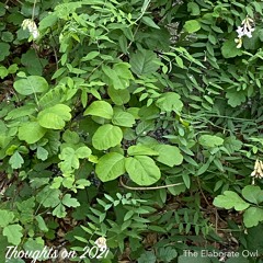 Thoughts On 2021 (The Elaborate Owl Mix)