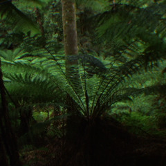 The Ritual Continues (STRAI RMX)