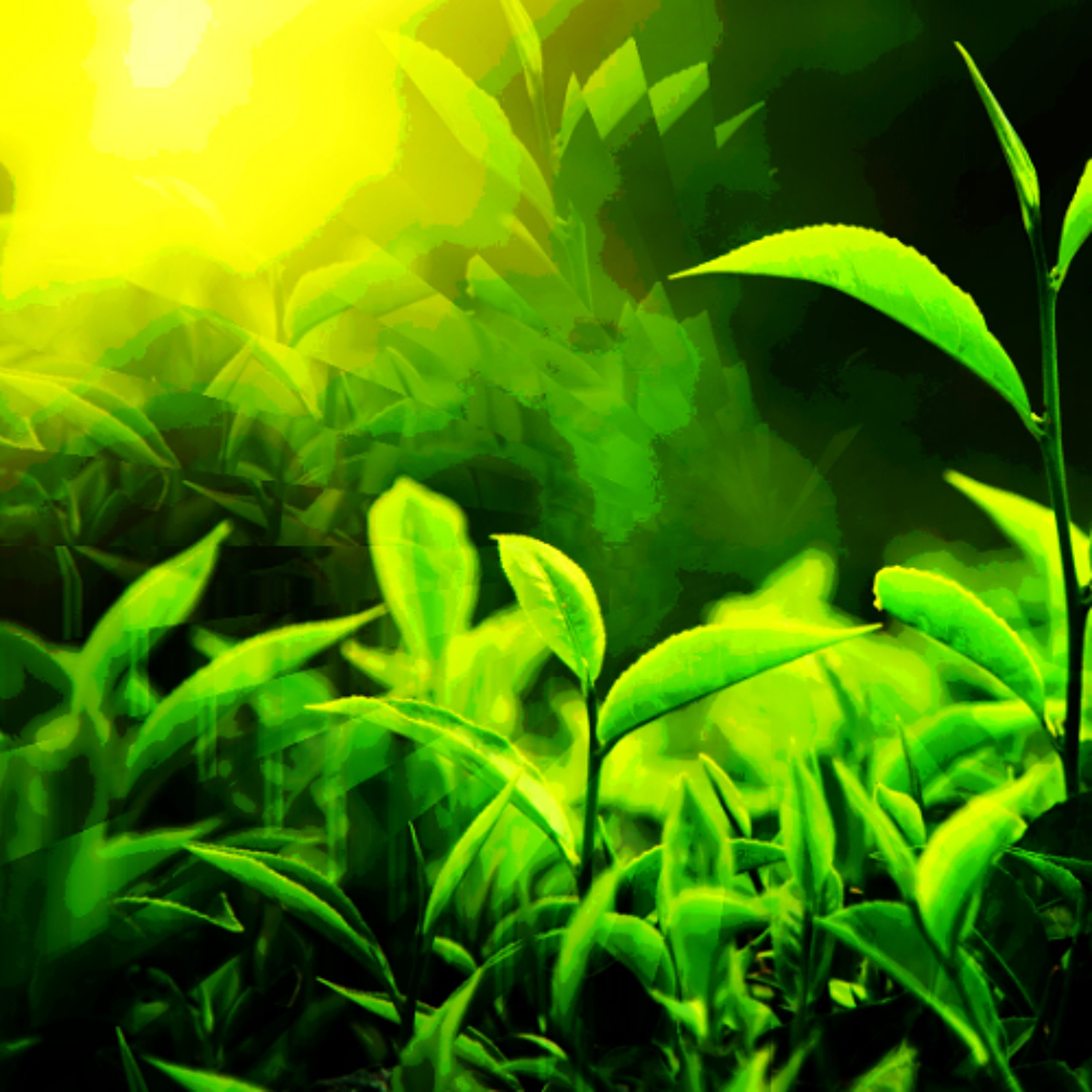 Sunlight Ripple (naviarhaiku604) episode artwork