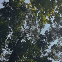 sendiri ft. geovanna