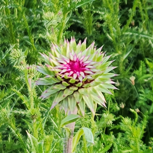 In The Garden