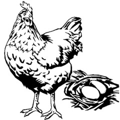 479 le petit coq et la poule