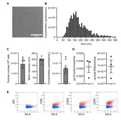 Mesenchymal Cell Vesicles Target Chondrocyte Aging in Osteoarthritis