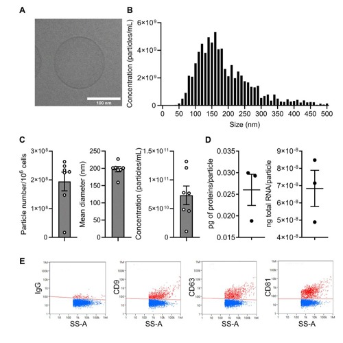 Mesenchymal Cell Vesicles Target Chondrocyte Aging in Osteoarthritis