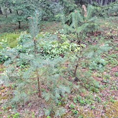 I Won't Share You (Cover)