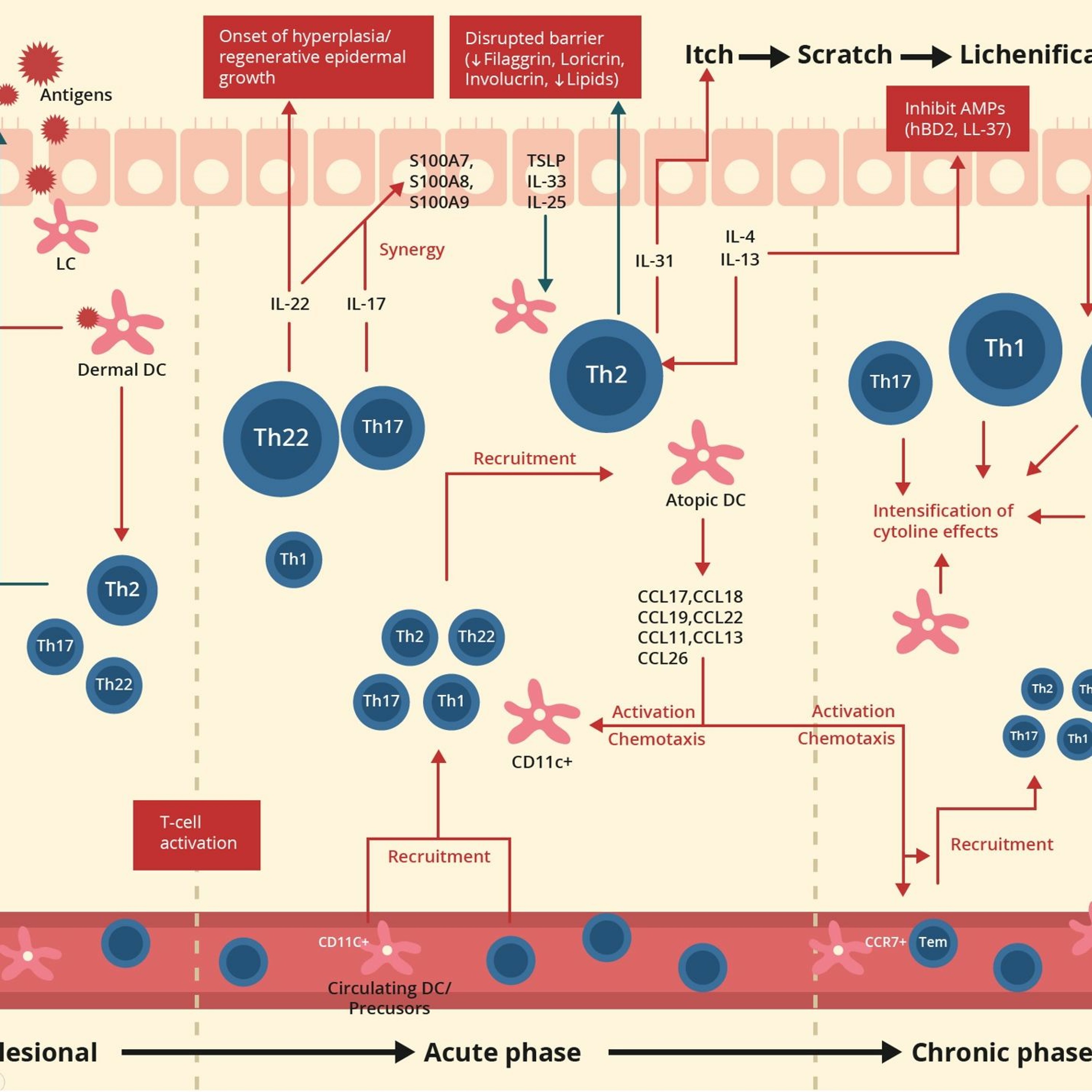 Allergy and Immunology topics and public education