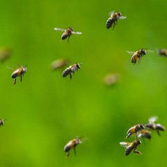 The Bees