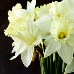 Stephanie Ann Boyd: Daffodil from Flower Catalog (2020)--World Premiere Recording