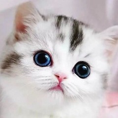 တစ်ယောက်မျက်နှာတစ်ယောက်ကြည့်ကာ - ဂျေမောင်မောင်