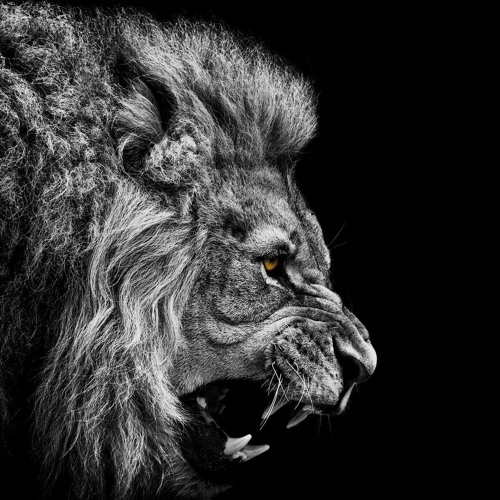 Lions Of The Tribe Of Judah