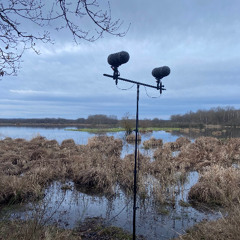 One hour at dawn at the Etang des Landes (Creuse, France)
