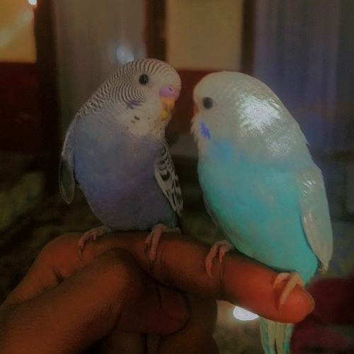 Jadon_Tenu_Meri_Yad_Auni_ft_Naveed_Akhtar_Remix_|_Party_Mix(P A S B A N)👑