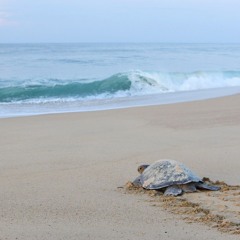tortois.ethe*.dive