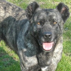 Lil Krokete - Bloka HiperPolen (prod ja nao sei)