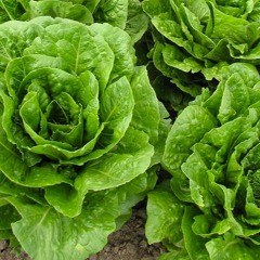 Sette Seves Ft Alcy- Luta forte (parodia)