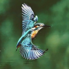 wink-wonk; the kingfisher king