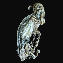 GEMINIZ - Grotesque Hybrid Between A Pig And A Human (GHBAPAAH)