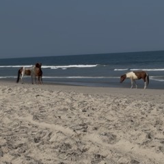 white horses