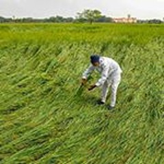 Pm Fasal Bima Yojana