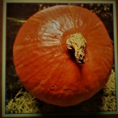 pumpkin