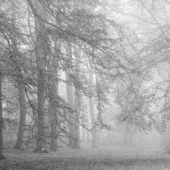 Perilous White Forest