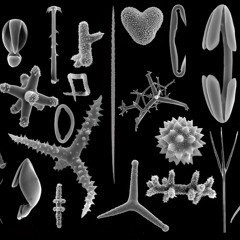 Spicules (2023) for 4 marimbas (full recording)