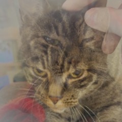 One Flame Shared by Many