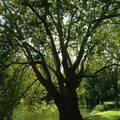 Peace and Quiet