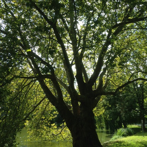 Peace and Quiet