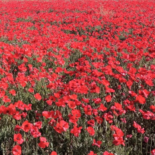 Amapolas (Poppies)