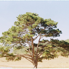 có một mùa hè - lofi mix -