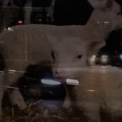 LAMB TAT