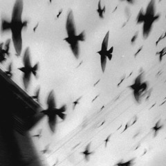 On vie plus longtemps loin du sol (p.dono&brundours)